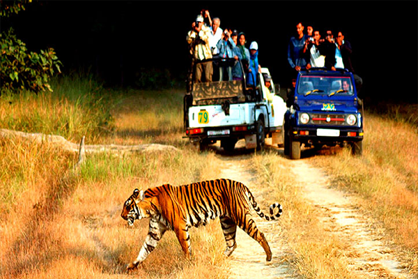 Jim Corbett Tour tour package